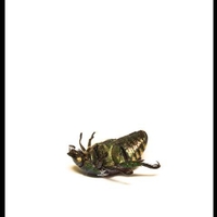 Black beetle lying on it's back